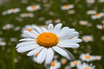 Canvas Print - margherita macro