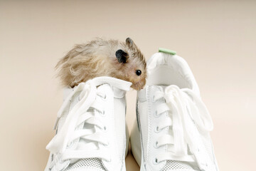 Wall Mural - Syrian long-haired gray hamster sits in a sneaker