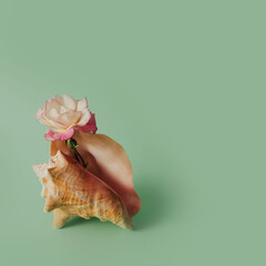 Minimal concept, beautiful shell on mint green background