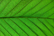 Macro details of a green leaf with clear texture.