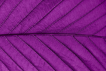 Wall Mural - detail of a purple leaf in macro with clear texture.