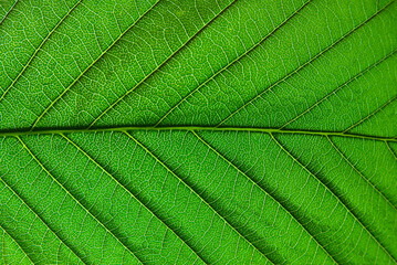Wall Mural - macro details of a green leaf with clear texture.