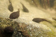 Unterwasseraufnahme von Frosch Kaulquappen in einem See
