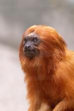 A Rare And Exotic Golden Lion Tamarin In A Forest From Brazil. 