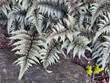 Japanese painted fern aka Athyrium niponicum Pictum is a textural perennial for the shade garden.