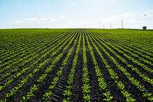 Rows Of Corn Sprouts Beginning To Grow. Young Corn Seedlings Growing In A Soil. Agricultural Concepts.