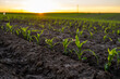 Rows of young corn plants on a fertile field with dark soil in beautiful warm sunshine. Rural landscape.
