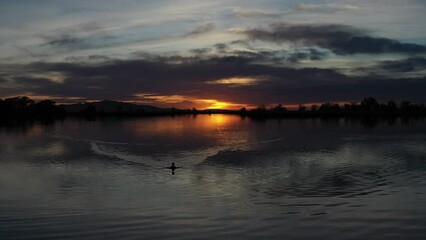 Sticker - Drone Aerial Following a Water Bird Swimming Towards Camera on Surface of a Lake at Sunset