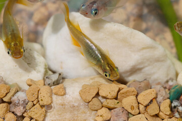 Japanese gold and silver colored aquarium Killifish “Medaka” ricefish, closeup macro photography.