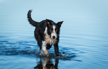  Perro de raza Border Collie joven cachorro jugando en la costa de la playa con aguas marítimas azules, perro caminando en la orilla del mar