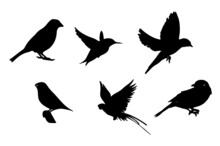 Silhouettes Of Birds