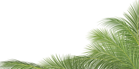 Wall Mural - palm branch, coconut leaf, tropical plant