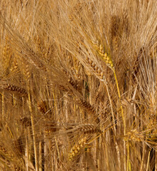 Wall Mural - background of golden ripe ears of wheat in the cultivated field ready for early summer harvest