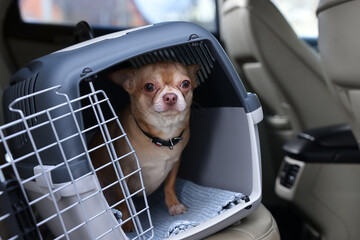 Wall Mural - Small Chihuahua in pet carrier inside car