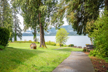 Pathway Along Green Trees That Lead To Beautiful Lake Quinault In Washington, USA