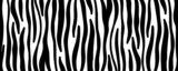 Fototapeta Konie - zebra skin background texture