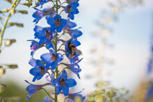 Bumblebee On Delphinium Flowers Sky Background