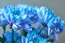 Bouquet Of Blue Chrysanthemums. Wallpaper Background.