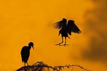 Silhouette Of Heron On A Tree Top
