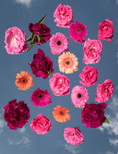 Red, Pink And Orange Roses, Peonies And Gerbera Flowers On Mirror Reflecting Blue Sky