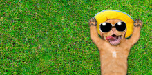 Funny Mastiff Puppy Wearing Sunglasses And Summer Hat Lies On Its Back On Summer Green Grass. Top Down View. Empty Space For Text