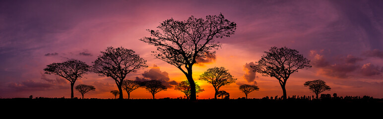 Wall Mural - panorama beautiful sunset with dramatic sky clouds.sunrise with cloud over grass field of nation par