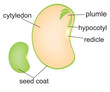 Seed  Dicotyledon Plant Diagram