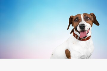 Portrait of adorable, happy dog asks for food. Free space for text on background.