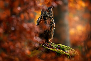 Wildlife in autumn. Eurasian Eagle Owl, Bubo Bubo, sitting on the tree stump block, wildlife photo in the forest with orange autumn colours, Slovakia. Bird in the forest, wildlife nature.