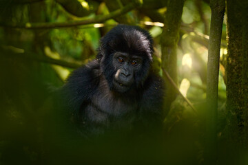 Wall Mural - Mountain gorilla, Mgahinga National Park in Uganda. Close-up photo of wild big black silverback monkey in the forest, Africa. Wildlife nature. Mammal in green vegetation. Gorilla sitting in forest,