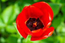 Close-up Bright Red Tulip Flower On A Green Background, Pistil And Stamens
