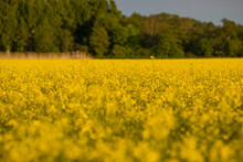 Nykvarn, Sweden A Field Of Yellow Raps.