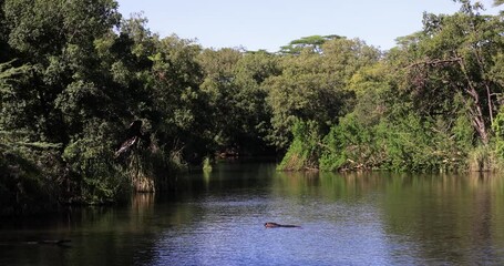 Canvas Print - hippos rest in the river at tsavo west game reserve