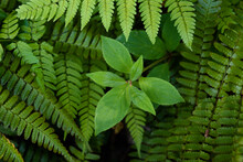 Overlapping Fern Leaves And A Little Plant, Top View