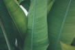 canvas print picture - Green banana leaf