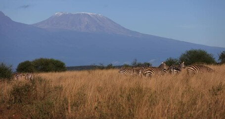 viewpoint of kilimanjaro from tsavo west reserve