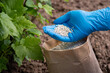 Fertilizing bushes of currant with granulated fertilizer. Hand in glove holds some fertilizer