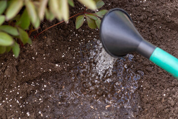 Wall Mural - Dissolving fertilized ground with water. Fertilizing flowers in the garden concept