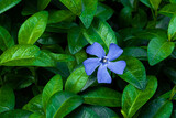 Fototapeta Storczyk - Barwinek niebieski kwiat wiosenny