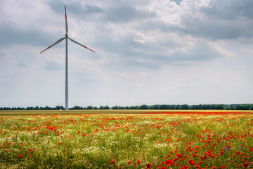 Wall Mural - View over beautiful meadow field farm landscape, poppies and marguerite flowers, wind turbines to produce green energy in Germany, at sunny day and blue sky.