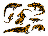 Fototapeta Dinusie -  fire salamander set vector