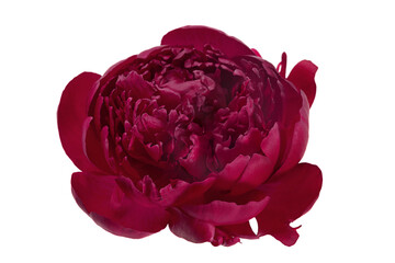 Wall Mural - Pink peony flower