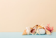Beach Seashells On Colored Background. Mock Up With Copy Space