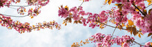 Bottom View Of Blooming Pink Flowers On Branches Of Cherry Tree Against Sky, Banner.