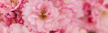 Close Up View Of Blossoming Pink Flowers Of Cherry Tree, Banner.