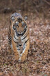 Royal Bengal Tiger Head On From Indian Forest
