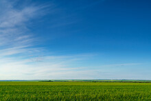Agricultural Field With Young Green Wheat Sprouts, Bright Spring Landscape On A Sunny Day, Blue Sky As Background