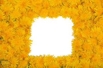 Wall Mural - A frame of yellow dandelion flowers on a white background. Copy space