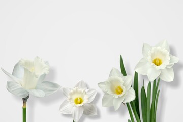 Canvas Print - White flowers in a row on white paper. Easter and spring background