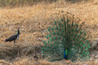 Indian Peafowl Peacock Wooing Female Displaying Courtship Behaviour